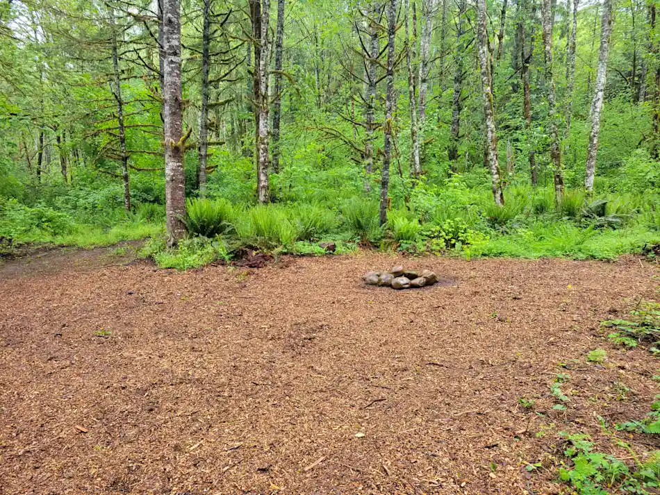 Site 9 - Elderberry