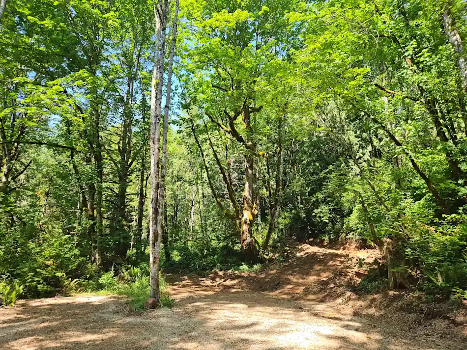 Site 3 - Maple