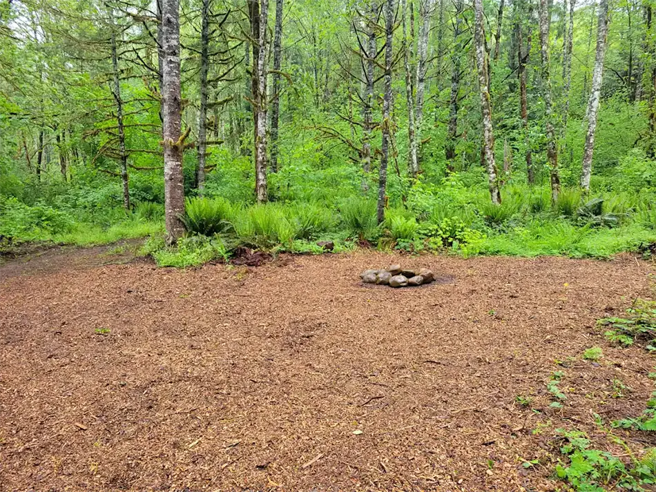 Site 1 - Fir